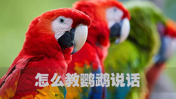 怎么教鹦鹉说话